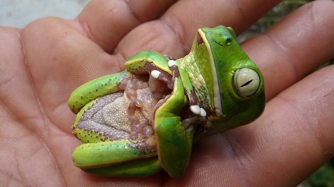 포식자를 피하기 위해 죽은 척하고 있는 걷는잎개구리. 위키피디아 코먼스