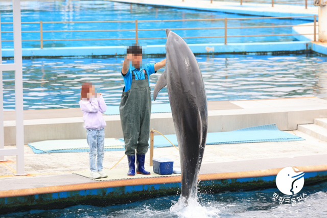 거제씨월드에서 큰돌고래 '마크'가 쇼를 하고 있다. 마크는 이 당시 임신 9개월 차였다. 핫핑크돌핀스 제공