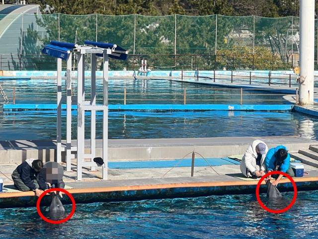 경남 거제시 일운면 돌고래 체험시설 거제씨월드에서 조련사와 관람객이 음악에 맞춰 돌고래에게 춤을 추게 하고 있다. 거제=고은경 기자