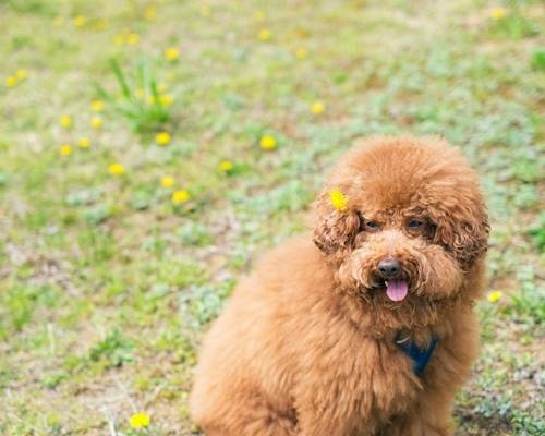 변서방이 최근 MK스포츠와 진행한 펫터뷰를 통해 뚜뚜를 소개했다. 사진=변서방