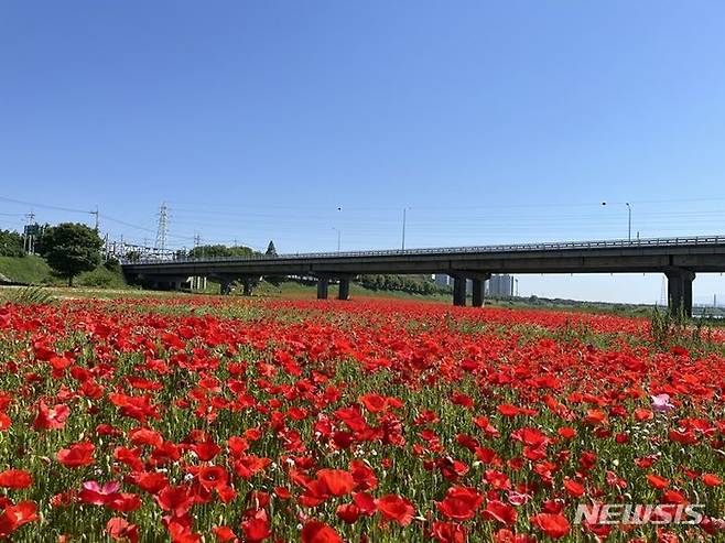 나주 영산강변이 화려하고 강렬한 붉은 꽃양귀비 물결로 넘실대고 있다. (사진=나주시 제공) photo@newsis.com