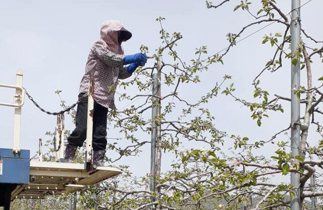 한 농민이 지난달 17일 전북 장수군 장수읍 안양마을의 소담농장에서 홍로 품종의 사과 꽃 따기 작업을 벌이고 있다. 연합뉴스
