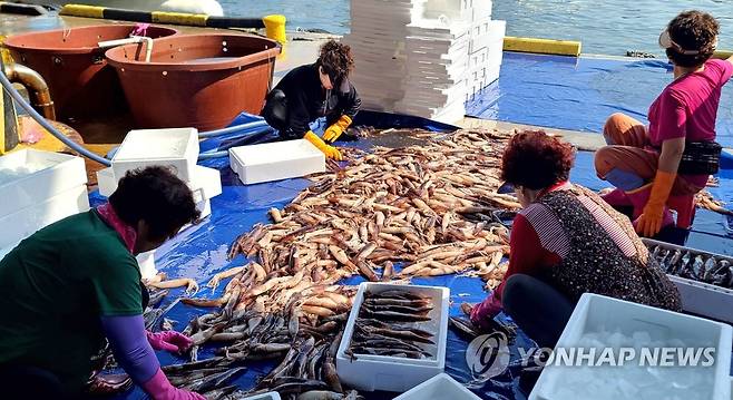 강릉 주문진항으로 들어온 오징어 [연합뉴스 자료사진]