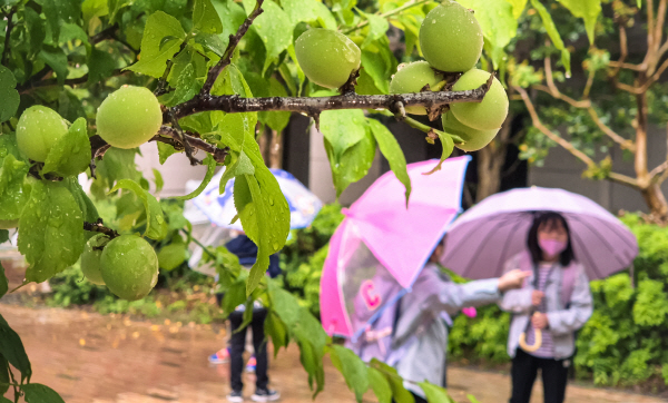 열매가 맺힌 매실나무 아래로 우산을 쓴 어린이들이 등교하고  있다. / 김동하 기자
