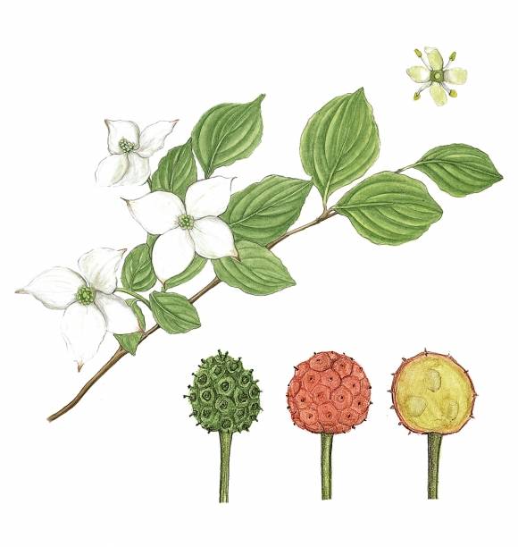 우리나라에 자생하는 산딸나무 그림. 산딸나무의 흰 부위는 꽃잎이 아니라 꽃차례를 보호하는 변형된 잎, 포엽이다.