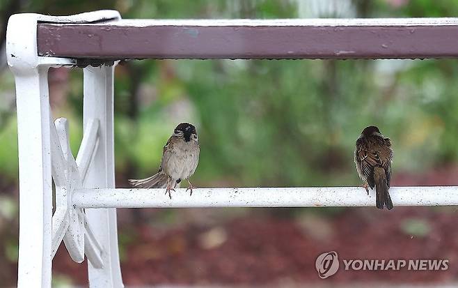 '비 피하자' (서울=연합뉴스) 류영석 기자 = 15일 오후 비가 내리는 서울 뚝섬한강공원 한 의자 아래 참새들이 비를 피하고 있다. 2024.5.15 ondol@yna.co.kr