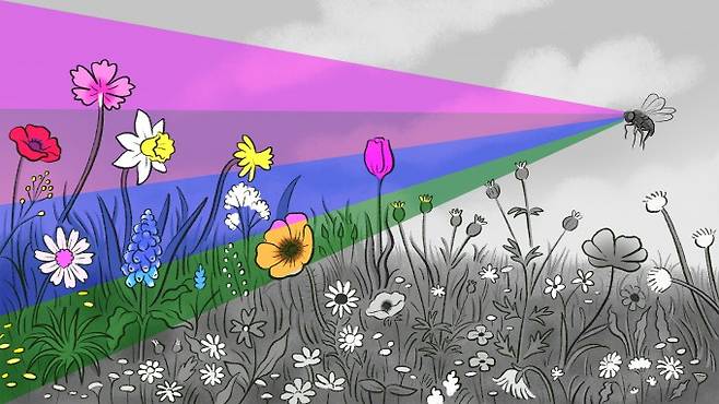 과학자들이 초파리의 뇌에서 빛을 색깔로 지각하는 신경 회로를 발견했다. Columbia's Zuckerman Institute 제공