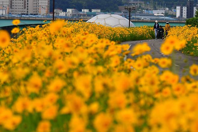 16일 경북 포항시 남구 상대동 형산강 자전거 도로 주변에 노란 금계국이 만개해 있다. 뉴스1