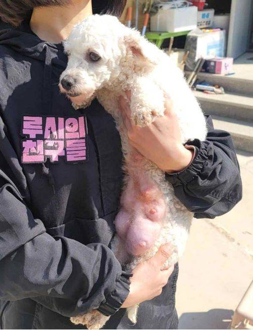 지난 3월 20일 경북 성주의 한 폐업 번식장에서 구조된 비숑들. [루시의 친구들]