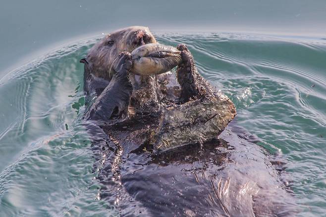 미국 캘리포니아주 중부 연안에 서식하는 남방해달이 가슴에 돌을 올리고 조개를 깨 먹는 모습./Chris Law