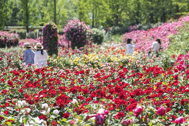 국내 대표 꽃축제인 '에버랜드 장미축제'가 17일부터 한달간 에버랜드 장미원 일원에서 열린다. 사진은 720개 품종 300만 송이 장미가 펼쳐진 장미원. 에버랜드 제공