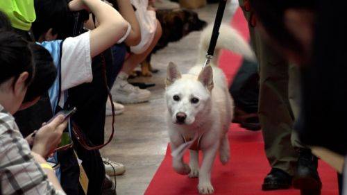 개st하우스 팀이 임시보호 중인 진도 믹스견 마루가 지난 5일 300여명의 예비 입양자가 지켜보는 가운데 50미터 레드 카펫 워킹을 선보였다. 이날 유기동물 임시보호 플랫폼 핌피바이러스가 주관한 유기견 입양 축제에는 90마리가 넘는 강아지들이 모였다. 최민석 기자