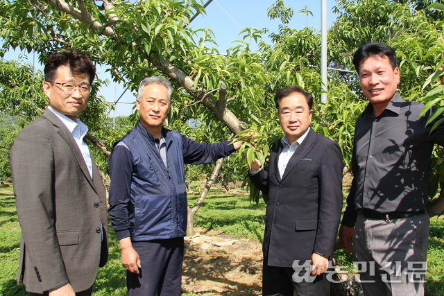 유재웅 경동부원예농협 조합장(오른쪽 두번째)이 직원들과 정우석 감사(왼쪽서 두번째) 농장에서 복숭아 생육 상태를 살펴보고 있다.