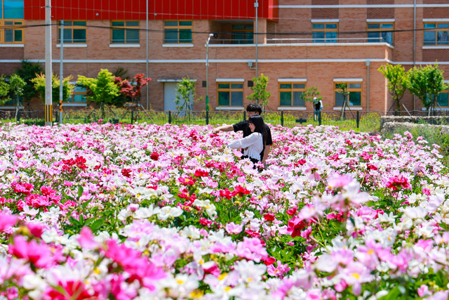 경남 산청군 산청읍 전광들 약초재배단지에 만개한 작약꽃.