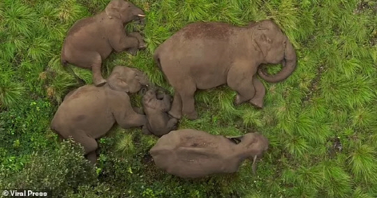 지난 5월 14일 인도 타밀나두 숲의 덤불 사이에 낮잠을 자고 있는 점보 코끼리 가족의 모습. 서로 다른 크기의 코끼리 가족이 무리 한가운데 아기 코끼리 주위를 둘러싼 고리 형태로 누워 있다. [데일리메일 캡처]
