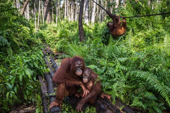 오랑우탄들이 지난 2016년 4월 인도네시아 보르네오 오랑우탄 생존 재단 센터에서 야생에서 생존하는 데 필요한 기술을 배우고 있다. 중앙포토
