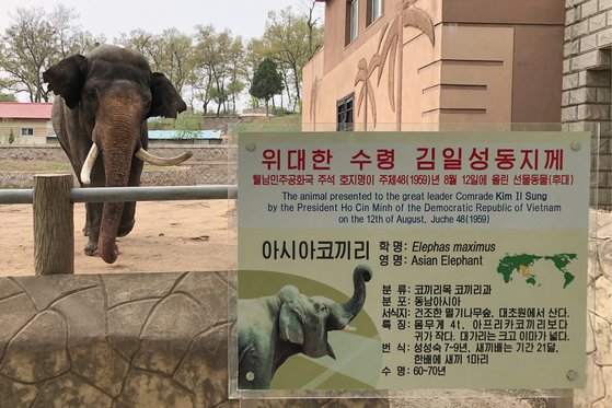 지난 1959년 호치민 베트남 주석이 김일성 북한 주석에게 선물한 아시아 코끼리 후손은 평양 조선중앙동물원에서 살고 있다. 연합뉴스