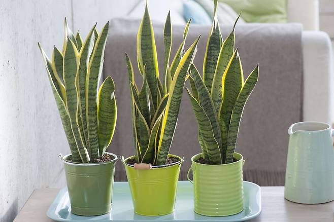 산세비에리아/사진=클립아트코리아