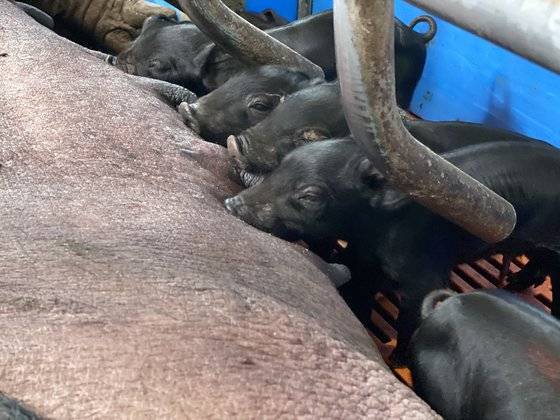 제주도의 한 돼지 축사에서 어미 돼지의 젖을 먹고 있는 개량종 새끼 흑돼지들. 최충일 기자