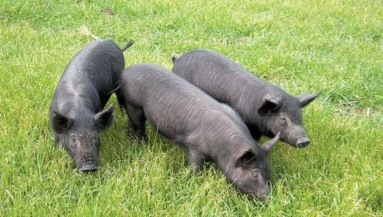 제주 재래 흑돼지. 사진 제주도