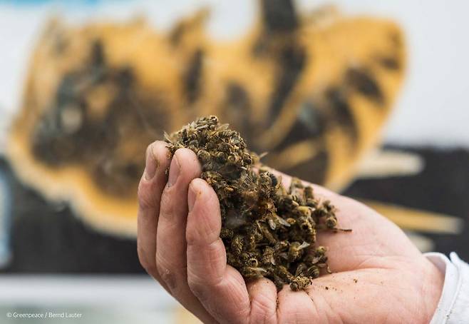 독일 그린피스 활동가의 손에 담긴 벌 사체 [그린피스]