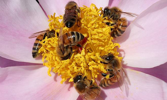 꿀벌들이 작약에서 꿀을 채취하고 있다.