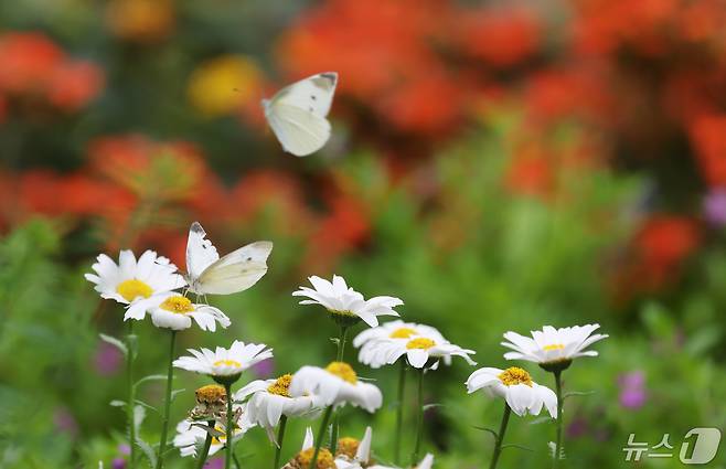 1일 함평나비축제 나비곤충생태관에서 나비들이 날아 꽃에 앉고 있다. 2024.5.1/뉴스1 ⓒ News1 김태성 기자