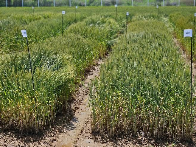 지난 8일 전주 농촌진흥청 국립식량과학원에서 맥류 신품종 개발 공동연구 중간 생육 평가회가 열리는 현장의 밀밭 전경. /전주=김민정 기자