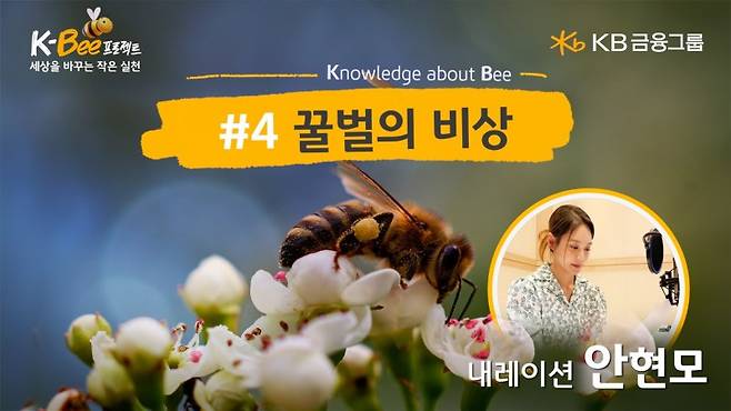 KB금융그룹이 5월 20일 '세계 벌의 날'을 맞아 공개한 '꿀벌의 비상' 영상 이미지. 사진=KB금융 제공