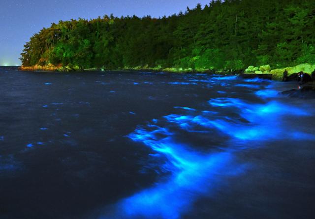 오뉴월 서천의 바닷가에서는 야광충들이 파도와 암초에 부딪힐 때면 생기는 파란 형광빛들로 신비로운 풍경을 만든다.