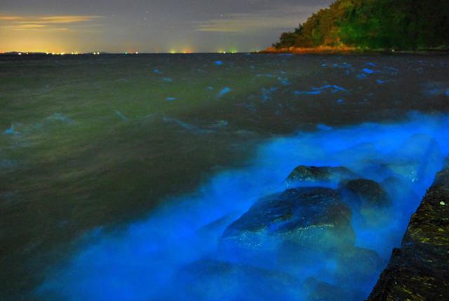 오뉴월 서천의 바닷가에서는 야광충들이 파도와 암초에 부딪힐 때면 생기는 파란 형광빛들로 신비로운 풍경을 만든다.