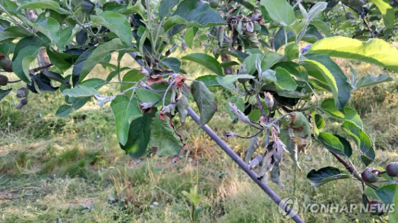 과수화상병에 걸린 충주 사과 과수원 농장 나무들 연합뉴스