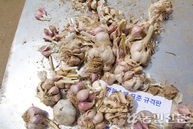 제주 서귀포 대정농협 농산물산지유통센터(APC) 마늘 수매 선별장에 벌마늘이 놓여 있다.