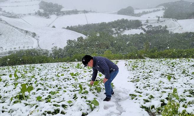 최근 강원 강릉시 왕산면 안반데기 마을 고랭지 밭에서 산나물 농사를 짓는 김봉래씨가 눈 덮인 산나물을 살피고 있다.&nbsp;김봉래씨 제공