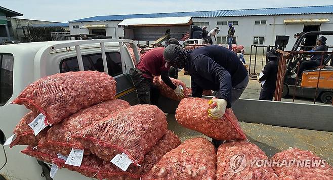 올해산 제주 마늘 수매 시작 (제주=연합뉴스) 김호천 기자 = 올해 벌마늘(2차 생장 마늘) 피해가 심각한 제주에서 20일 대정농협이 처음으로 마늘 수매를 시작한 가운데 작업자들이 수매한 마늘 중 상품을 따로 쌓아놓고 있다. 2024.5.20 khc@yna.co.kr