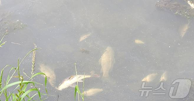 경북 구미시 진평동 이계천에서 21일 물고기 수백 마리가 죽은 채 발견돼 구미시가 조사에 나섰다. (독자 제공) 2024.5.21/뉴스1