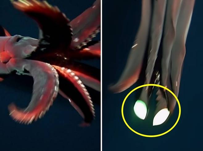 15일(현지 시각) 서호주 대학교가 공개한 희귀 심해 오징어 영상. 사진=서호주 대학교