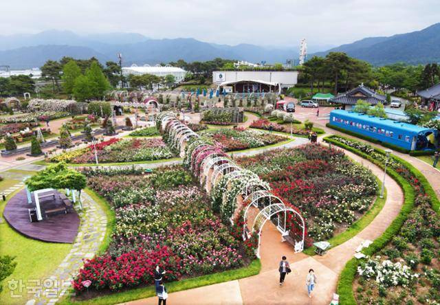 곡성 섬진강기차마을의 장미공원. 한국일보 자료사진