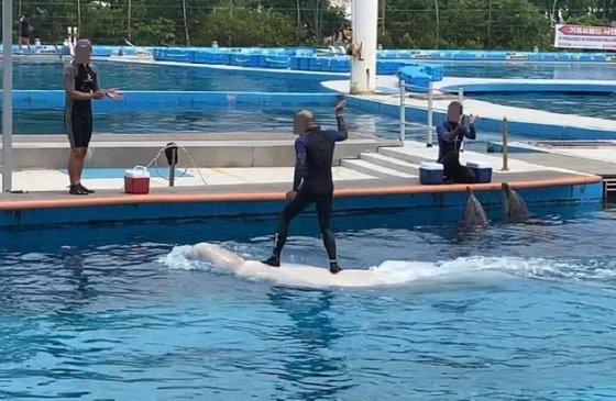 거제씨월드 돌고래 체험프로그램. 연합뉴스