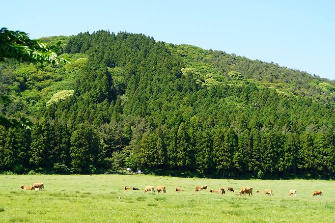 해비치 제주가 안내하는 웰니스 트레킹 물영아리 오름과 목장