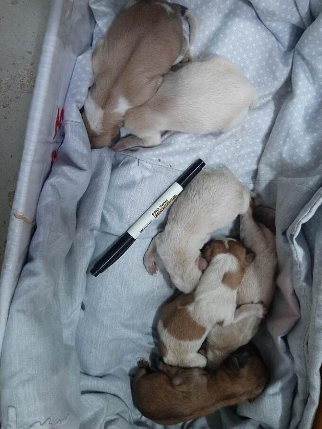 보호자가 태안동물보호협회 카페에 공개한 사진에는 갓 태어난 듯 눈도 뜨지 못한 강아지들이 엎드린 채 자고 있었다. 강아지들의 크기는 네임펜 길이 보다 짧았다. 태안동물보호협회