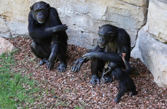 새끼를 잃은 슬픔을 겪고 있는 나탈리아를 친구 침팬지 노엘리아와 그의 새끼 칼라가 위로하고 있다. 〈사진=로이터통신〉