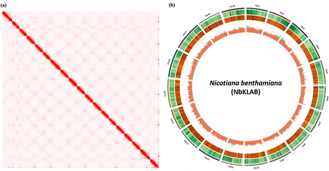 니코티니아 벤타미아나 유전체 모식도. 한국생명공학연구원 제공