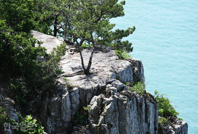 금강죽봉 암반에 소나무가 뿌리를 내리고 있다.