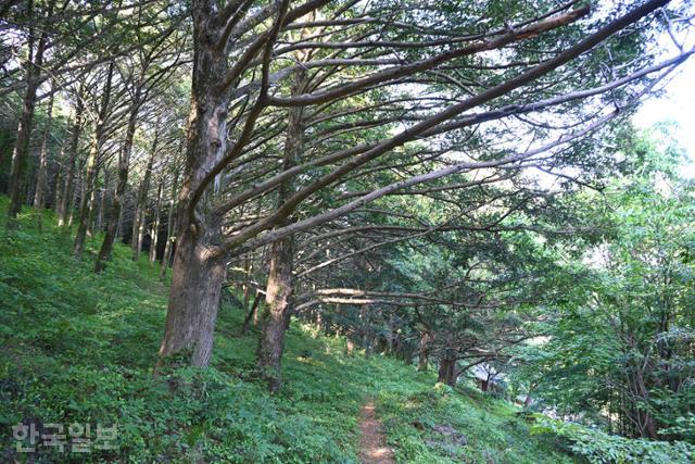 천등산 자락 금탑사 비자나무숲. 천연기념물인데 아직까지 널리 알려지지 않았다.
