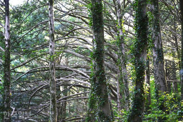 금탑사 비자나무숲은 한낮에도 빛이 거의 들지 않아 신성한 기운이 감돈다.