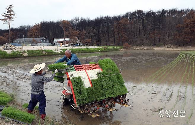 농민들이 농기계를 이용해 모내기를 하고 있다. 경향신문 자료사진