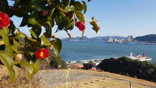 통영항에 핀 동백 모습. /경남도