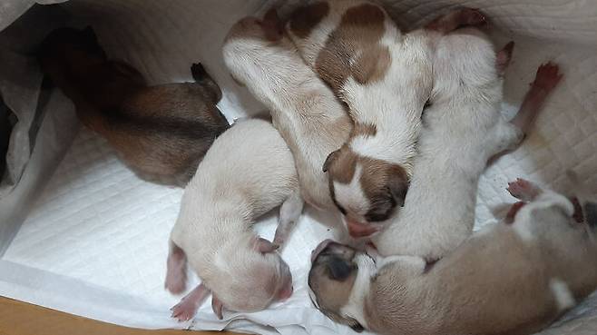 태안 해수욕장 쓰레기봉투에 버려진 강아지들이 협회로 인계된 모습. (사진=태안동물보호협회 카페 캡처)
