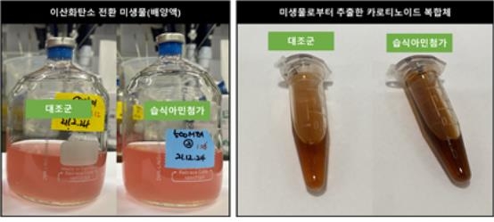 연구팀이 생산한 카로티노이드 추출물 [한국에너지기술연구원 제공. 재판매 및 DB 금지]